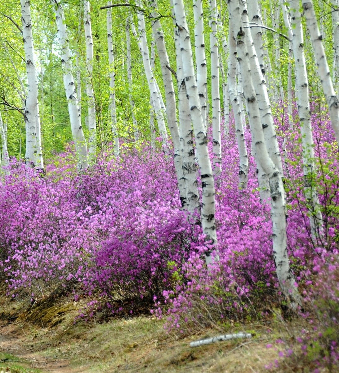 Багульник2 - лес, багульник, цветет - оригинал