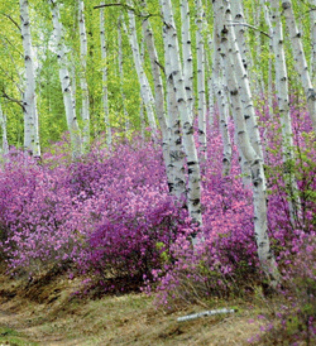 Багульник2 - цветет, багульник, лес - предпросмотр