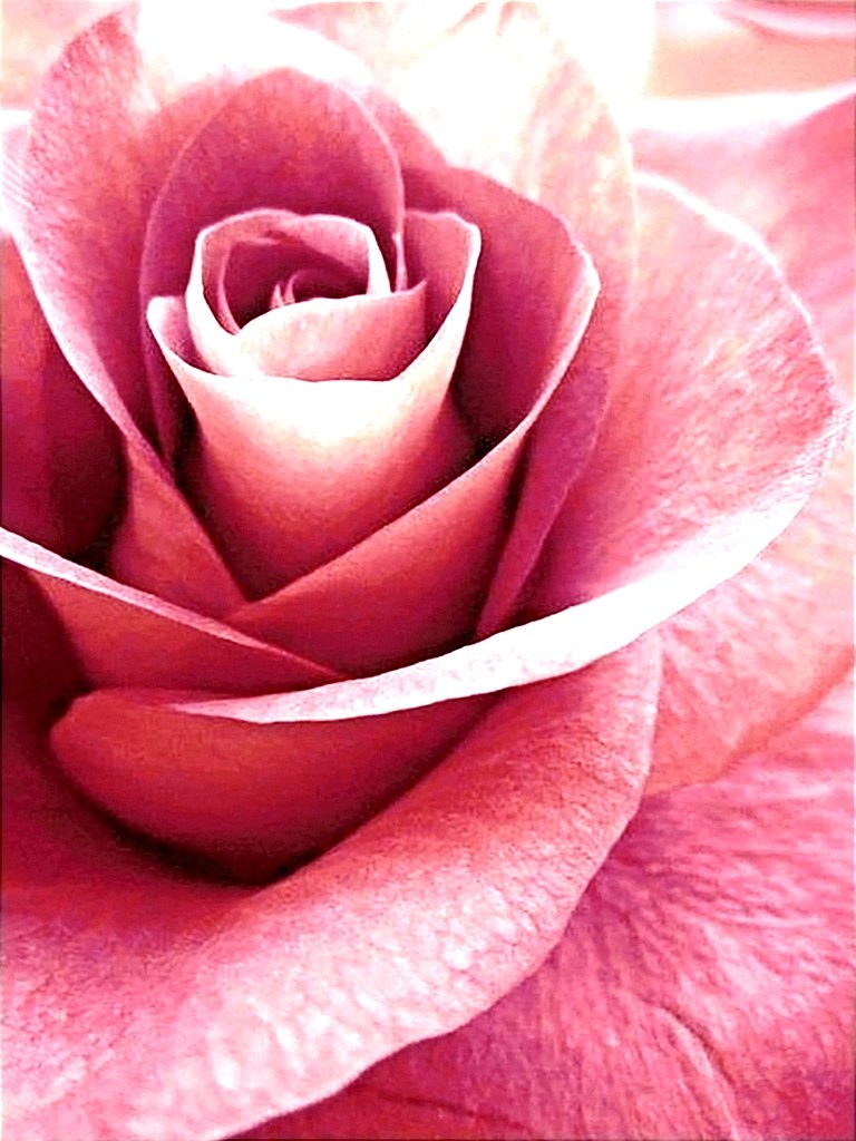 Розовая нежность - оригинал