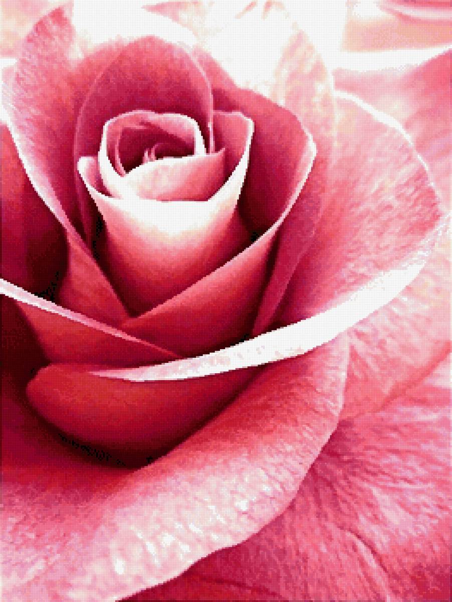 Розовая нежность - предпросмотр