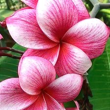 Оригинал схемы вышивки «Плюмерия» (№2660910)