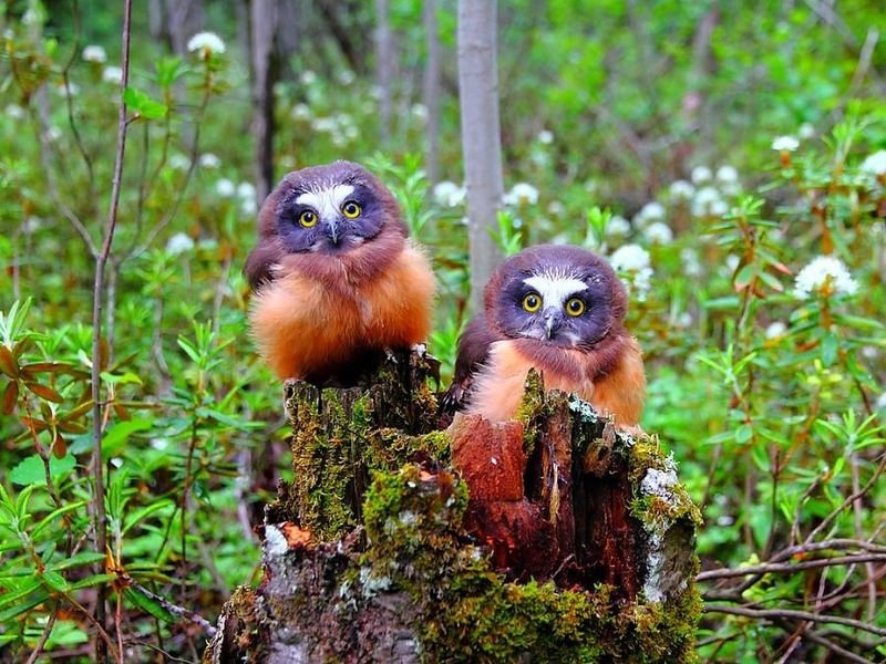 №2660943 - животные - оригинал