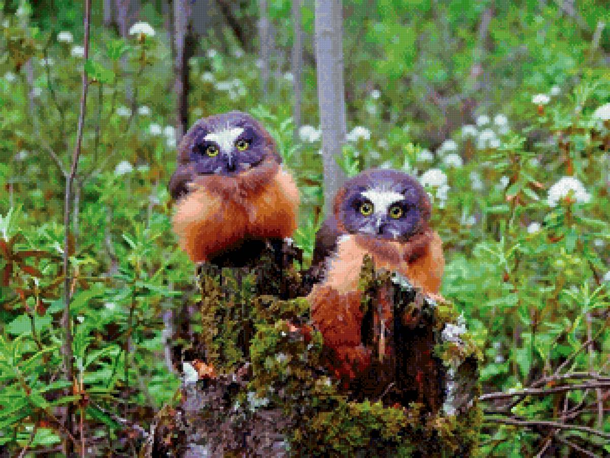 №2660943 - животные - предпросмотр