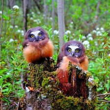 Схема вышивки «№2660943»