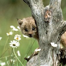 Оригинал схемы вышивки «№2660986»