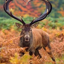 Схема вышивки «№2661008»