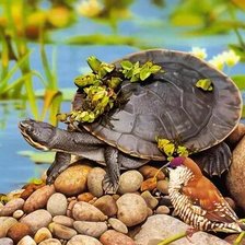 Схема вышивки «№2661039»