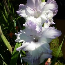 Схема вышивки «Гладиолус»