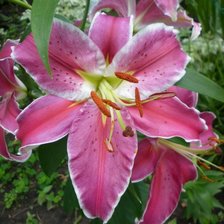 Схема вышивки «Лилия»