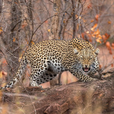 Схема вышивки «№2662276»