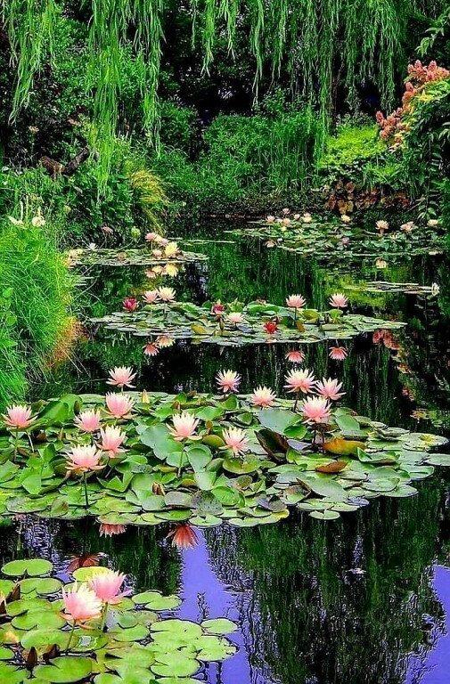 Цветущее озеро - италия, пейзаж, озеро, цветы, лилии - оригинал