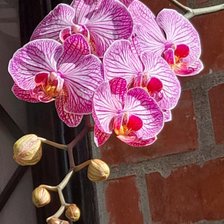 Схема вышивки «№2663020»