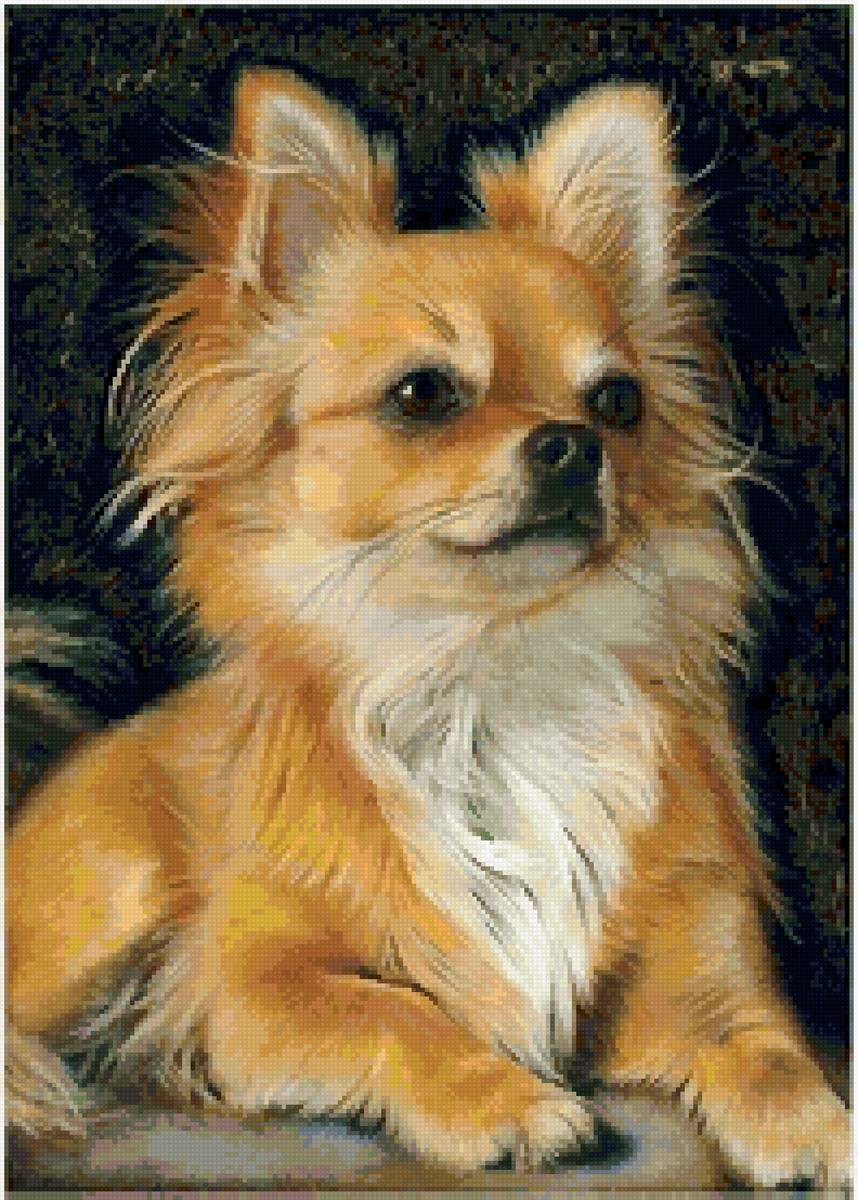 Рози чихуа хуа - предпросмотр