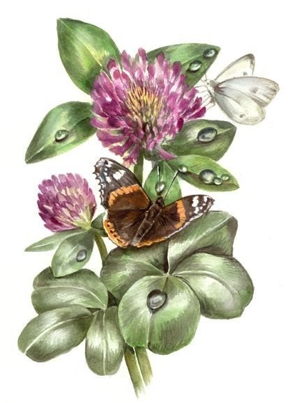 Клевер и бабочки - бабочки, полевые цветы, клевер - оригинал