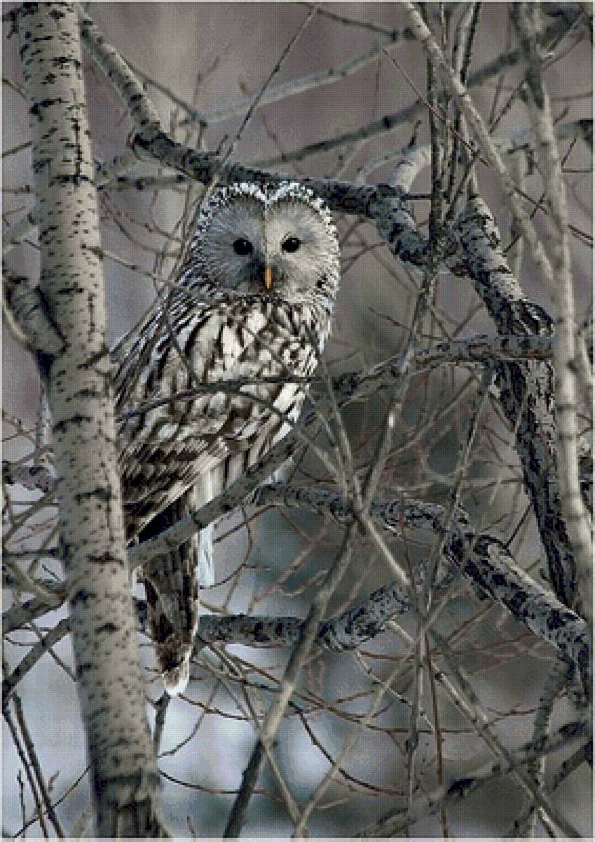 №2664003 - предпросмотр