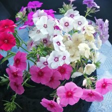 Схема вышивки «№2664614»