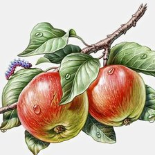 Схема вышивки «№2664682»