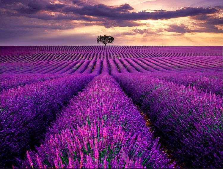 Lavender - лаванда на закате, лавандовое поле, лаванда - оригинал