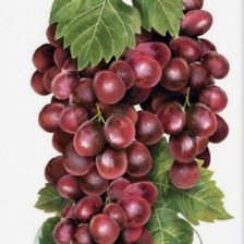 Схема вышивки «№2665254»