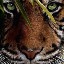 Схема вышивки «№2665279»