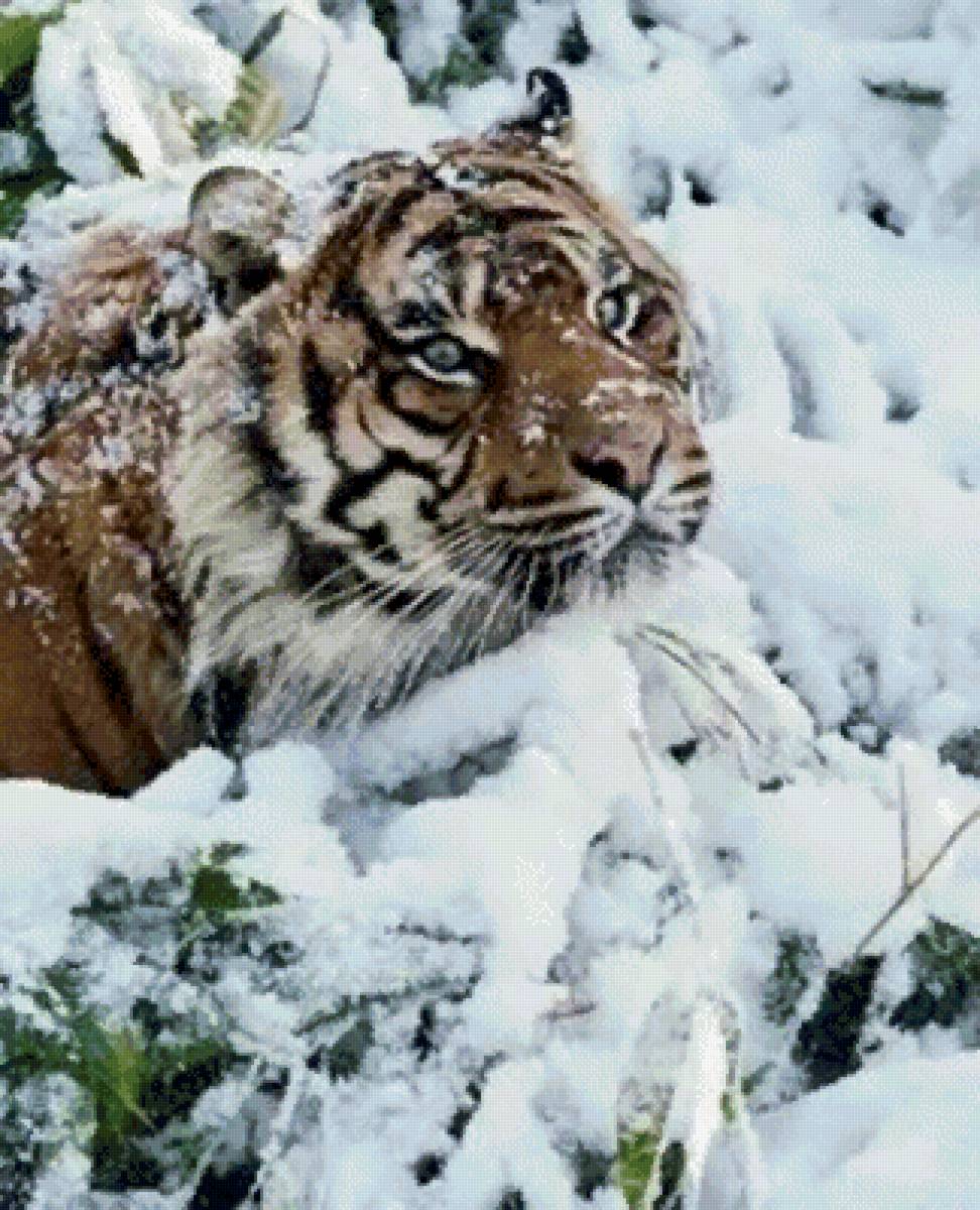 №2665374 - животные - предпросмотр