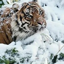 Схема вышивки «№2665374»