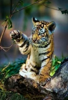 №2665376 - животные - оригинал