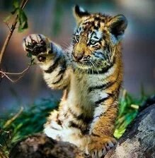 Схема вышивки «№2665376»