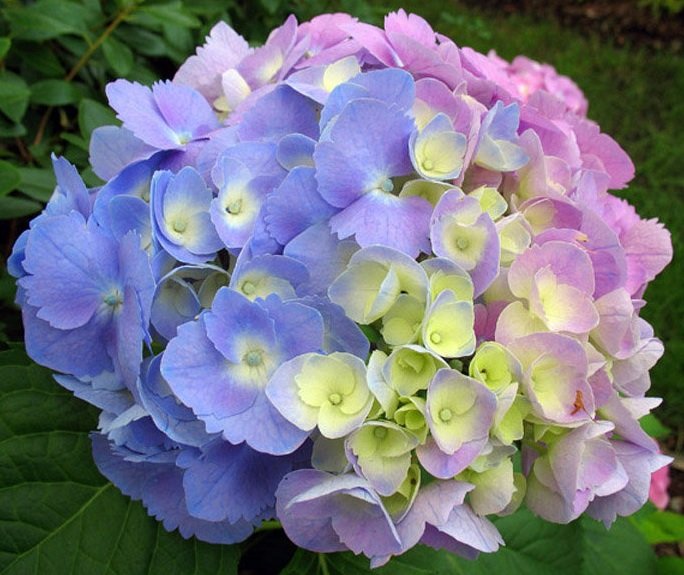 подушка гортензии - оригинал