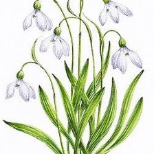 Схема вышивки «подснежники»