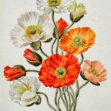 Схема вышивки «маки»