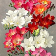 Схема вышивки «фрезии»