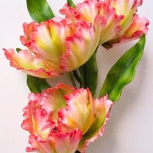 Схема вышивки «тюльпаны»