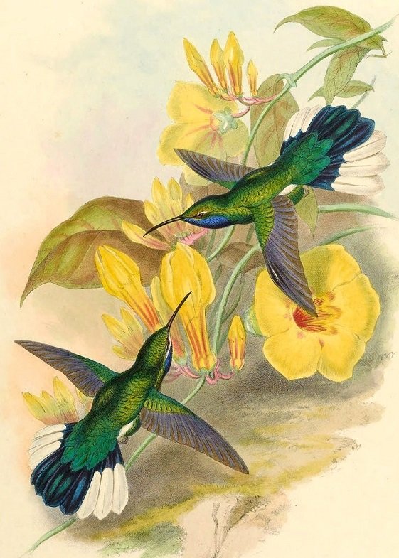 №2666884 - природа, цветы, птицы, колибри - оригинал