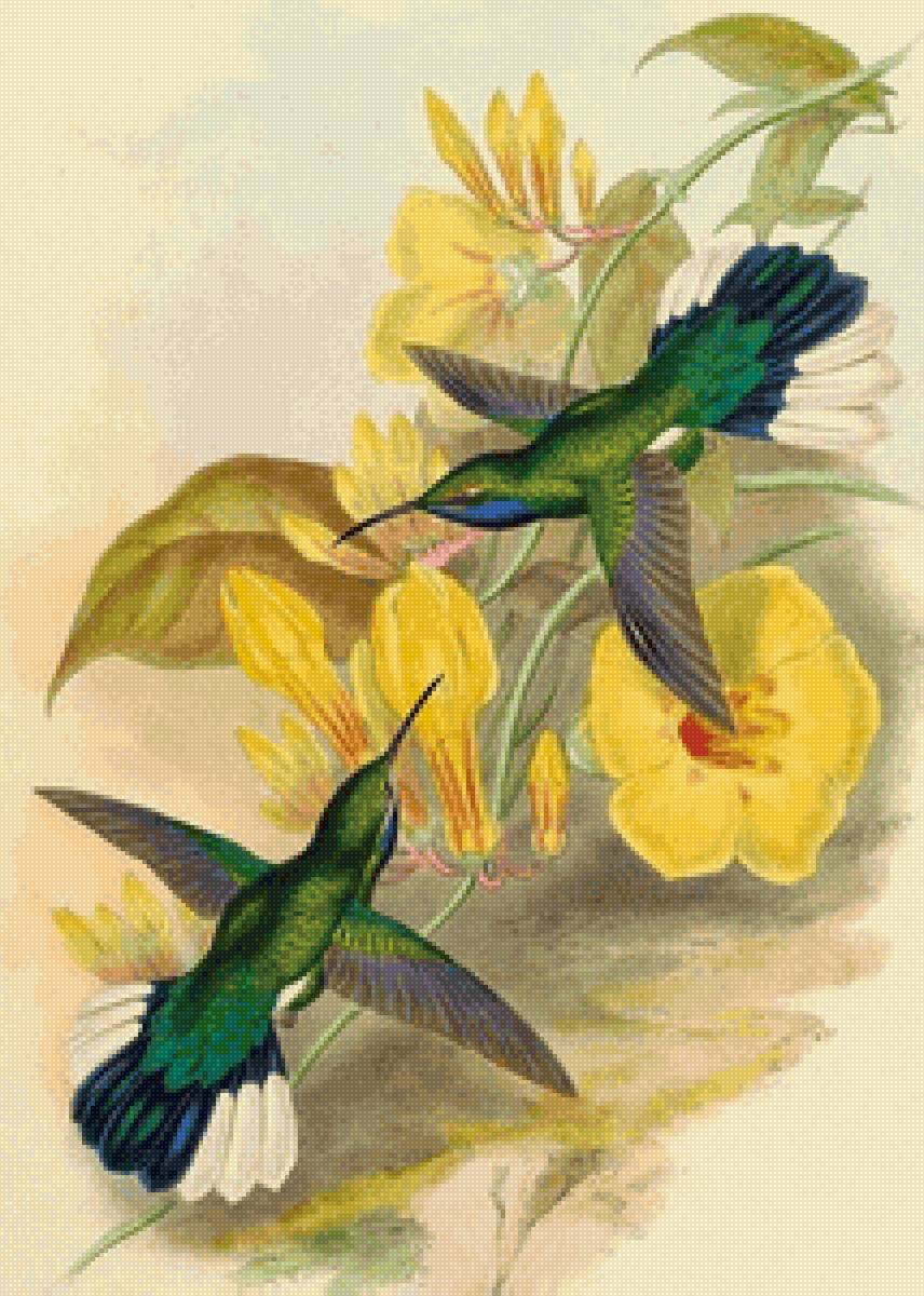 №2666884 - цветы, птицы, природа, колибри - предпросмотр