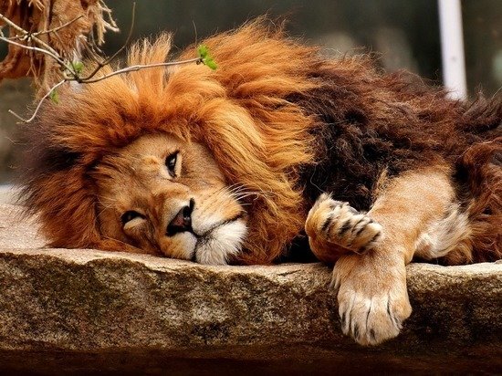 На отдыхе - животные - оригинал