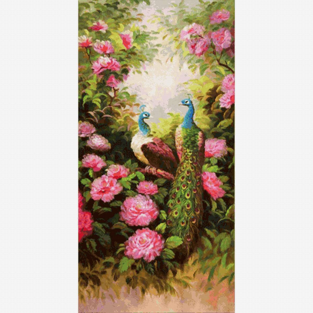 №2667274 - птицы, павлины - предпросмотр