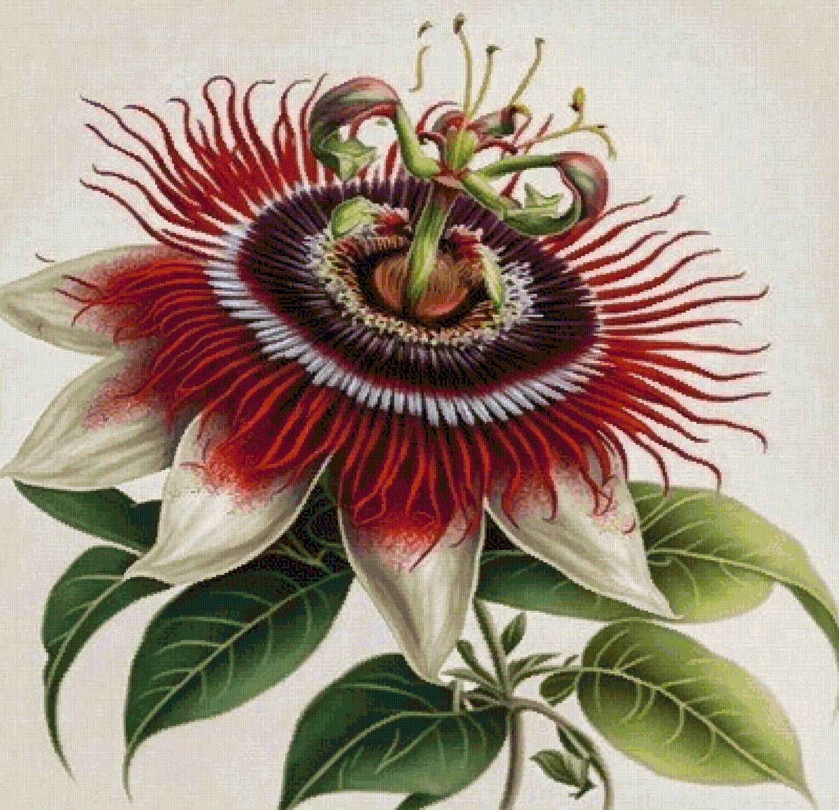 №2667519 - предпросмотр