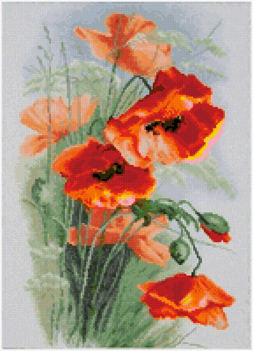 маки нежные - маки - предпросмотр