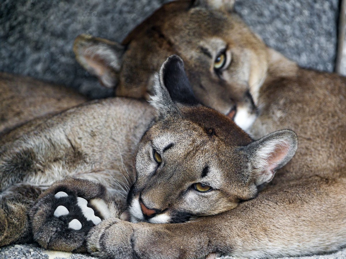 пумы на отдыхе - пума, пара, хищники - оригинал