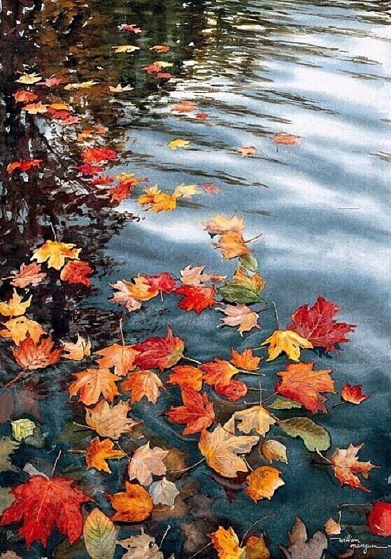 Осенние листья - листья, вода - оригинал