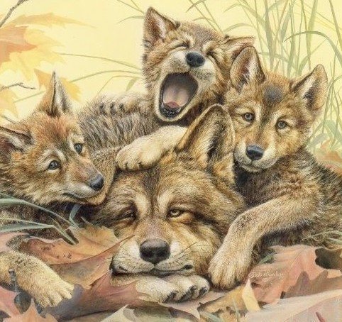 усатый нянь - волчата, хищники, волк - оригинал