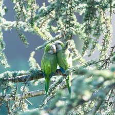 Схема вышивки «№2668761»