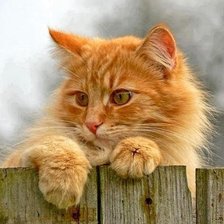 Схема вышивки «рыжик»