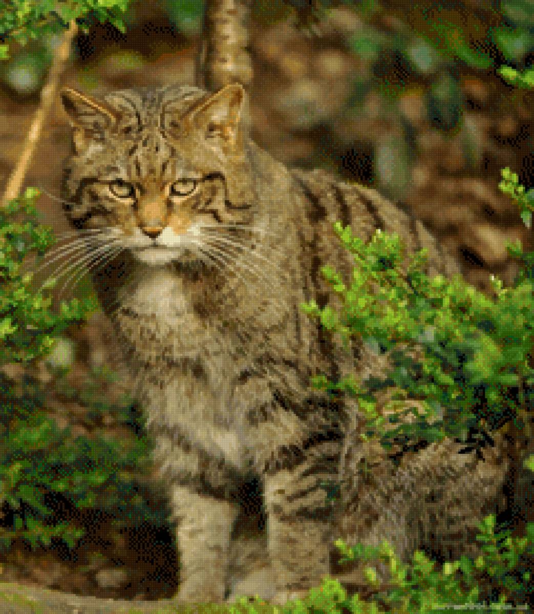 Мой любимчик - домашние питомцы, коты - предпросмотр