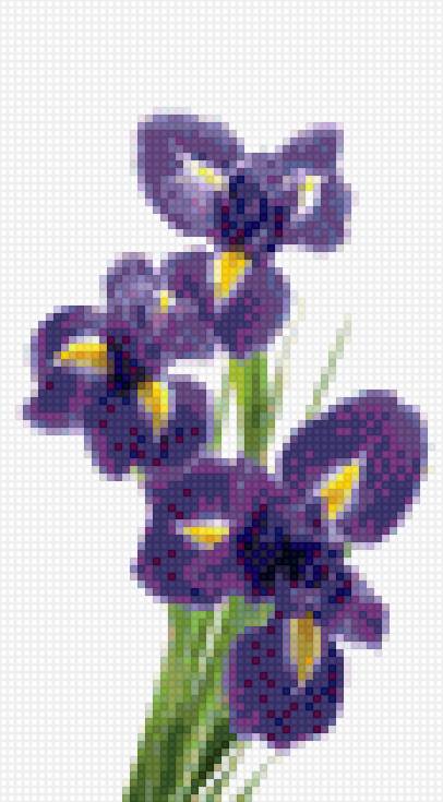 Ирисы - ирис - предпросмотр