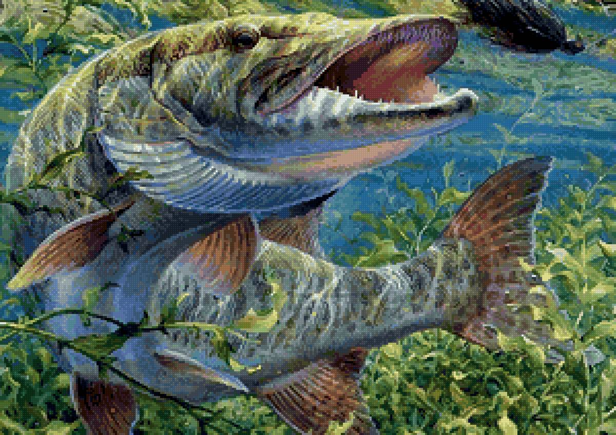 щука - предпросмотр