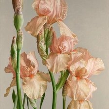 Схема вышивки «Розовый шарм»