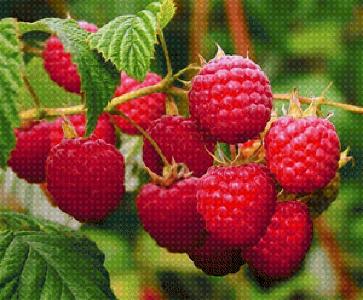 Малина - предпросмотр