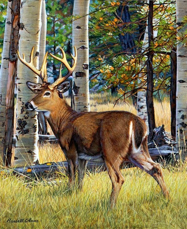 №2670861 - олень - оригинал